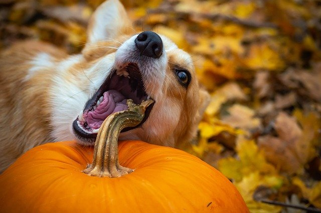Nanda & Associate Lawyers Canada - A dog biting a pumpkin