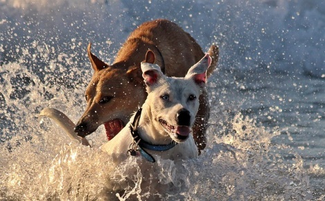 Two dogs playing in the water
