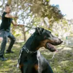 Nanda & Associate Lawyers Canada - An image of a dog in chains in a park