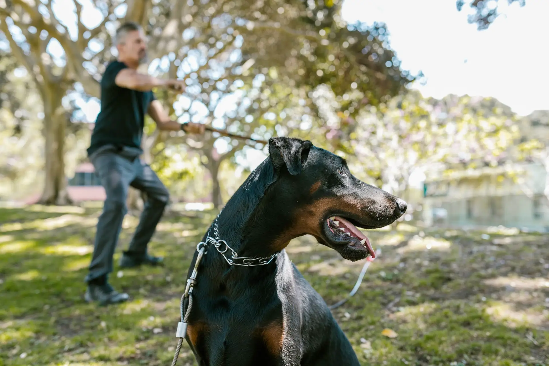 Nanda & Associate Lawyers Canada - An image of a dog in chains in a park
